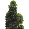 Wet Paint SP13149 Wollemi Pine Living Fossil Tree Rare Endangered Cardboard Cutout Standee