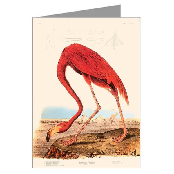 Twelve Assorted Notecards Of John James Audubon Celebrated Illustrations Of
