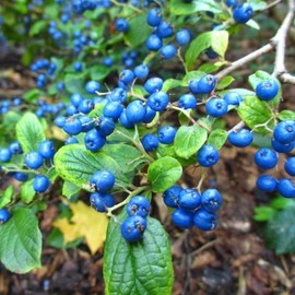 Sapphire Beauty Berry Bush Seeds for Planting - Symplocos paniculata (6 Seeds)
