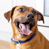 Kibbles 'n Bits Mini Bits Small Breed Savory Bacon &