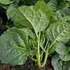 Malbar Spinach Seeds - Big Round Leaf - 1 Oz