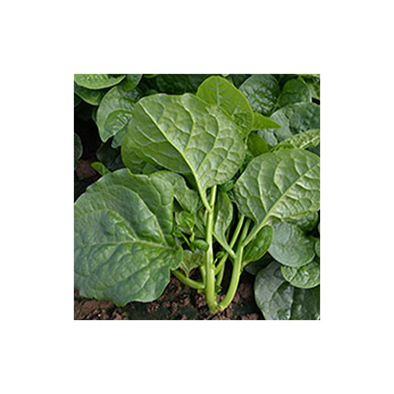 Malbar Spinach Seeds - Big Round Leaf - 1 Oz