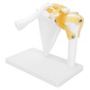 1:1 Life Size Human Anatomy Shoulder Joint Model Shoulder Blade