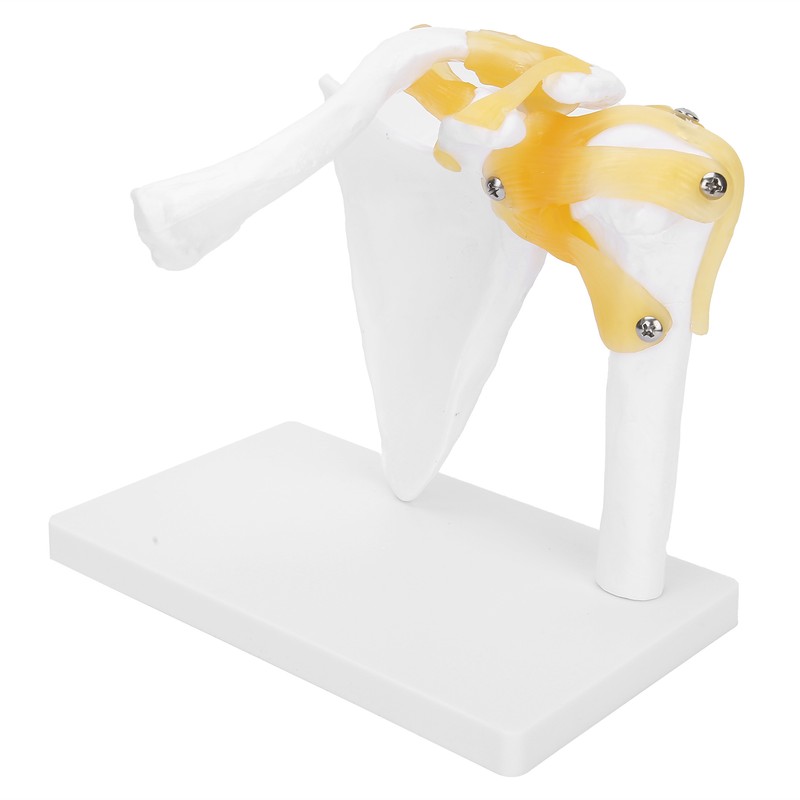 1:1 Life Size Human Anatomy Shoulder Joint Model Shoulder Blade