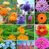 Wildflower Seeds Hummingbird and Butterfly Mix 1 Ounce, No Filler,