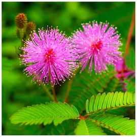 KIRA SEEDS - Seeds Mimosa Sensitive Plant - Perennial Flowers for Planting