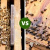 20 Pack Small Reusable hive Beetle for bee Hives Beetle