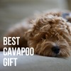 Onebttl Cavapoo Gifts for Women, Unique 20oz (590ml) Cavapoo Tumbler