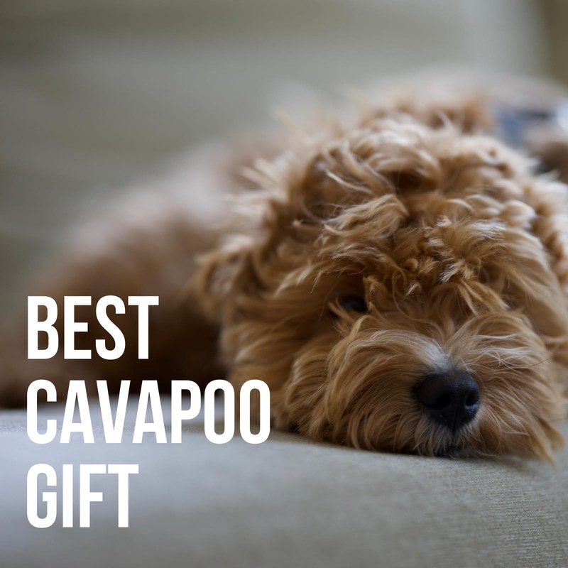 Onebttl Cavapoo Gifts for Women, Unique 20oz (590ml) Cavapoo Tumbler