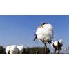Mediflower embossing soft cotton pads 300 sheets x 5 /