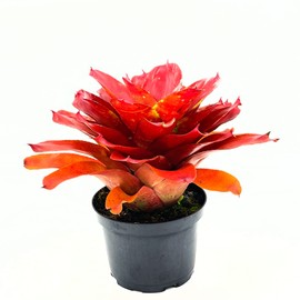 ragnaroc Live Plants – Bromeliad Neoregelia Lamberts Pride, 8-12" in 6" Pot - 1ct - Live Arrival Guaranteed - House Plants for Home Decor & Gift