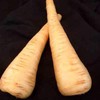 All American Parsnip Seeds - 3 g ~500 Seeds -
