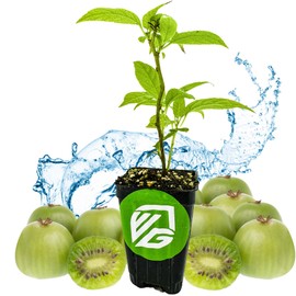 Issai Kiwi Vine Live Plant - Actinidia arguta by Wellspring Garden - Hardy Kiwi Fruit Trees Live Plant - Thriving Fruit Tree Starter for Your Garden - Starter Plant