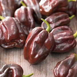 MySeeds.Co Habanero Chocolate Pepper, HOT (Capsicum annuum) Vegetable Seeds, Extremely Hot - 4 Grams ~500 Seeds