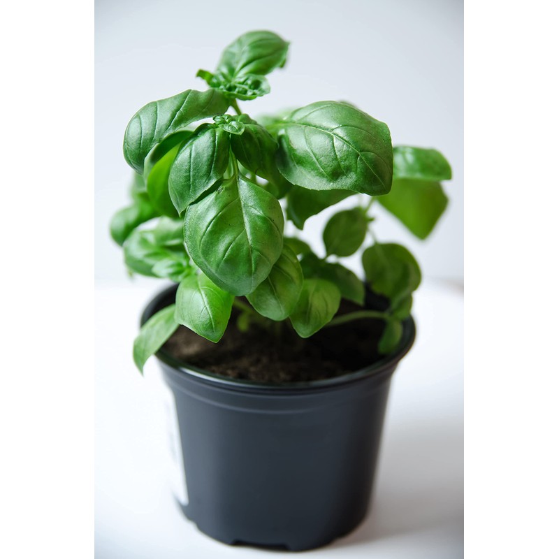 Basil Seeds, Genovese, 250+ Heirloom, Non GMO Seeds, Ocimum basilicum.
