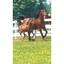 SwitchStix Mare and Foal Horses SwitchStix Single Toggle