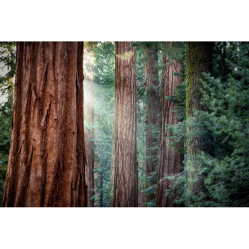 SORAA Brilliant HL MR16 GU10 High Lumen LED 7.5 Watt