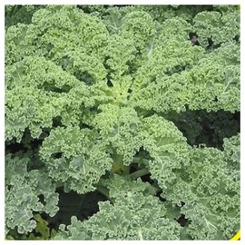 Everwilde Farms - 1 Lb Siberian Kale Seeds - Gold Vault