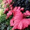 Floranza Caladium Seeds – 300 Pink Caladium with Elegant Tropical