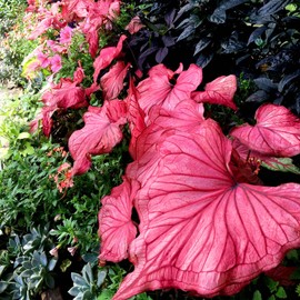Floranza Caladium Seeds – 300 Pink Caladium with Elegant Tropical Leaves, Shade-Loving Perennials for Gardens, Borders& Landscaping