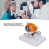 Unbranded Human Eye Anatomical Model Medical Eyeball Enlarged Explanation Model