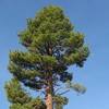 Pinus jeffreyi (Jeffrey Pine) Tree Seeds, Pleasant Fragrance, Attractive Cones,