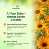 Outsidepride Orange African Daisy Seeds - 2000 Pcs. Annual Flower