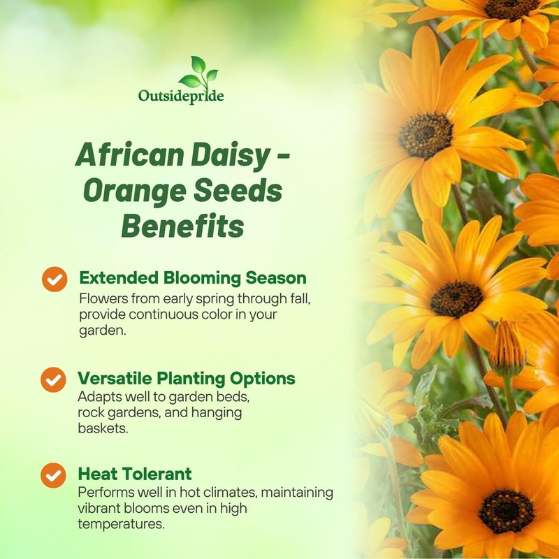 Outsidepride Orange African Daisy Seeds - 2000 Pcs. Annual Flower