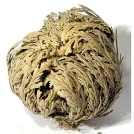 Jericho Flower, Rose of Jericho, Resurrection Flower, Selaginella Lepidophylla, Dinosaur Fern Miracle, with Free Manifesting Stones. Attract Love, Money, and Positivity