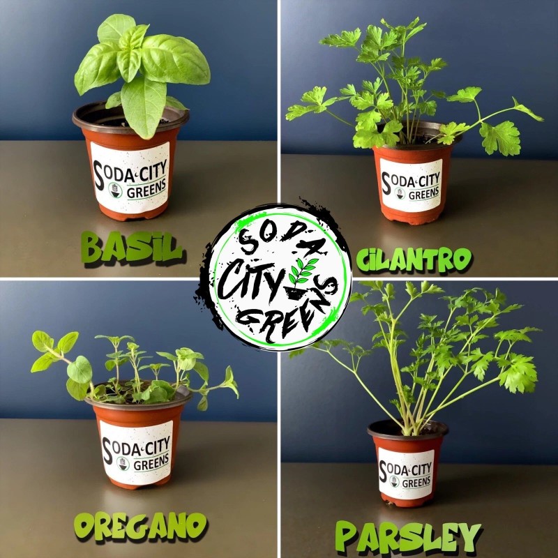 Soda City Greens Honeycomb Tomato Seeds