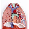 Jackson Global JS00091 Human Respiratory System | Life Size |