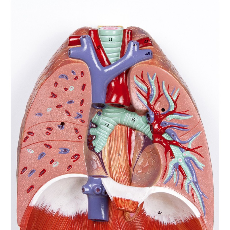 Jackson Global JS00091 Human Respiratory System | Life Size |