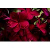 2 Ruby Red Plumeria Rare Red Plumeria 8-12 Inch Branch