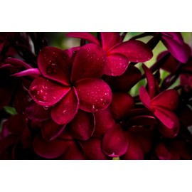 2 Ruby Red Plumeria Rare Red Plumeria 8-12 Inch Branch Cuttings Beautiful Rare