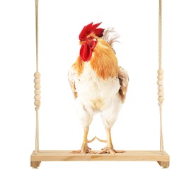 Chicken Swing Toy, Wooden Hen Swing Hanging Chicken Perch Ladder Swing Wood Stand Decorative Chicken Coop Accessories Toys Supplies for Rooster Chicken Owners & Lovers
