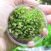Rotala Rotundifolia HRA Live Aquatic Plant in Tissue Culture Cup