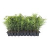 Podocarpus Macrophyllus Japanese Yew - 10 Live Plants 2" Pots