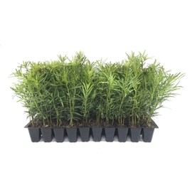 Podocarpus Macrophyllus Japanese Yew - 10 Live Plants 2" Pots - Evergreen Privacy Hedge