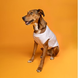 I Thought I was The Baby Dog Tee Shirt | Sleeveless | Sizes for All Ages and Breeds | New Baby | Pregnancy Announcement Photoshoot Prop | Gender Reveal | |White, 5X-Large (1235)