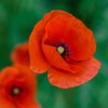 The Old Farmer's Almanac Poppy Seeds (American Legion) - Approx