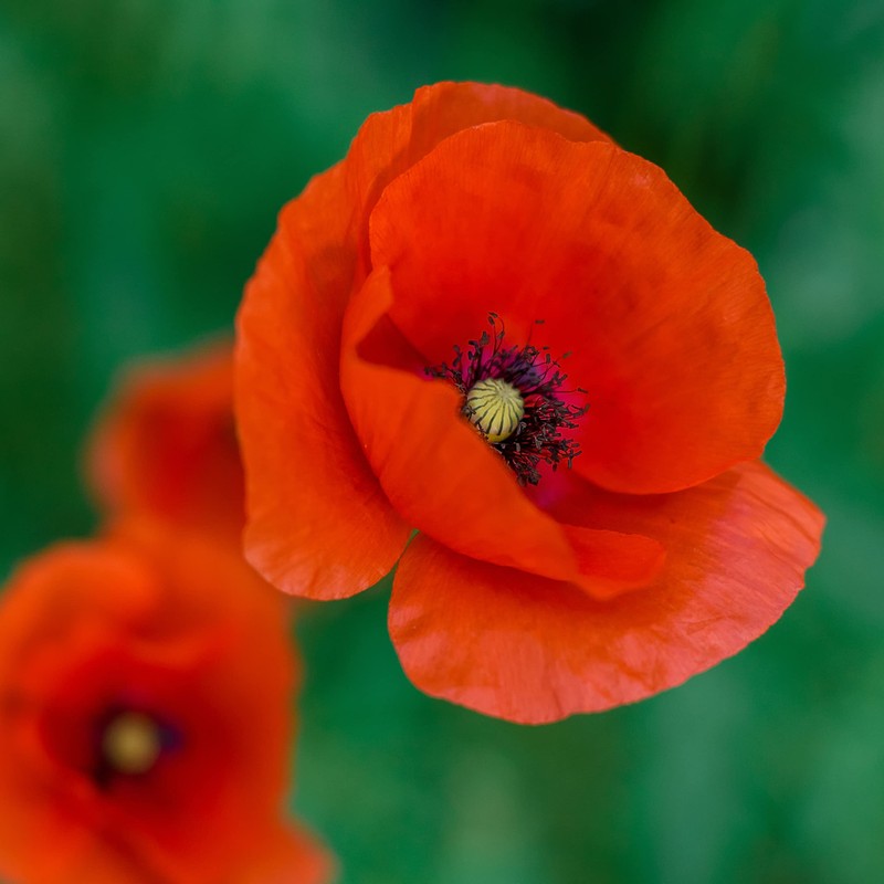 The Old Farmer's Almanac Poppy Seeds (American Legion) - Approx