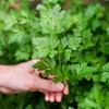 Gardenera Parsley Plant Potting Mix - Elevate Your Cooking Experience