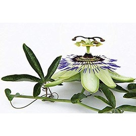 Passion Flower - Passiflora incarnata Loose Cut/Sifted by Nature Tea (4 oz)