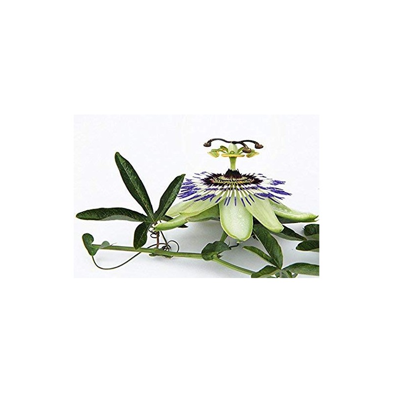 Passion Flower - Passiflora incarnata Loose Cut/Sifted by Nature Tea