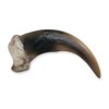 Skulls Unlimited Grizzly Bear Claw, Medium (9cm) (Museum Quality Replica)
