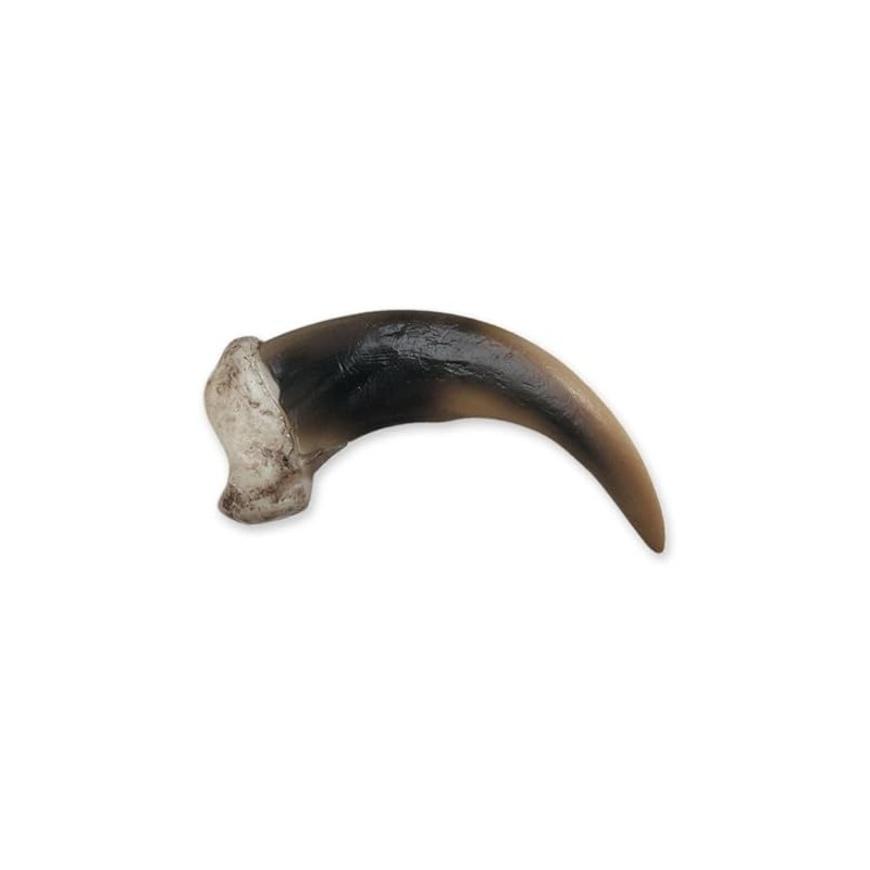 Skulls Unlimited Grizzly Bear Claw, Medium (9cm) (Museum Quality Replica)