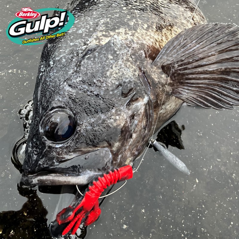 Berkley Gulp! SW Pulse Claw 3 Black Red Berry G2SQPC3-BLRDB