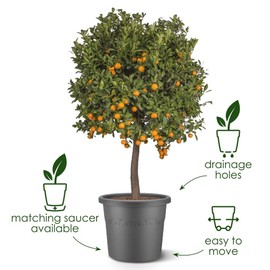 elho Algarve Cilindro 35 - Flower Pot Outdoor - 100% Recycled Plastic - Ø 34.5 x H 29 cm - Green/Thyme Green