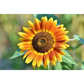Top 10 Most Popular Flowers - 10 Varieties of Non-GMO Heirloom Premium Flower Seeds for Planting - Wildflower, Marigold, Cosmos, Sunflowers, Forget Me Not, and More