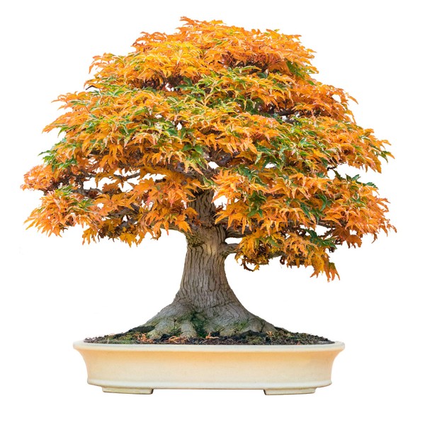 Bonsai Tree Seeds, Trident Maple | 20+ Seeds | Highly Prized for Bonsai, (Acer buergerianum) 20+Seeds
